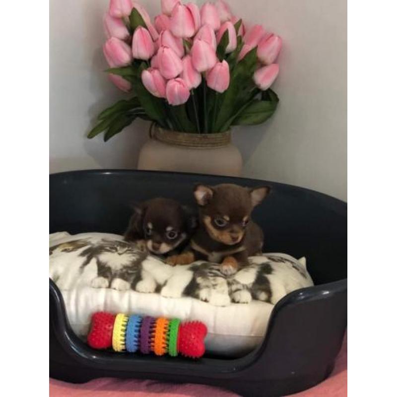 chihuahua pups