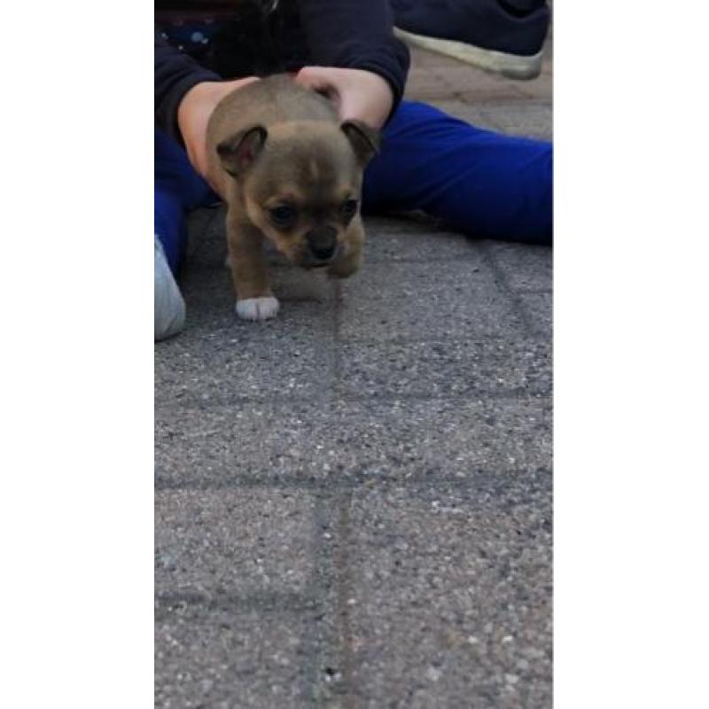 Chihuahua pup