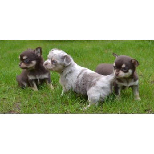 Chihuahua pups