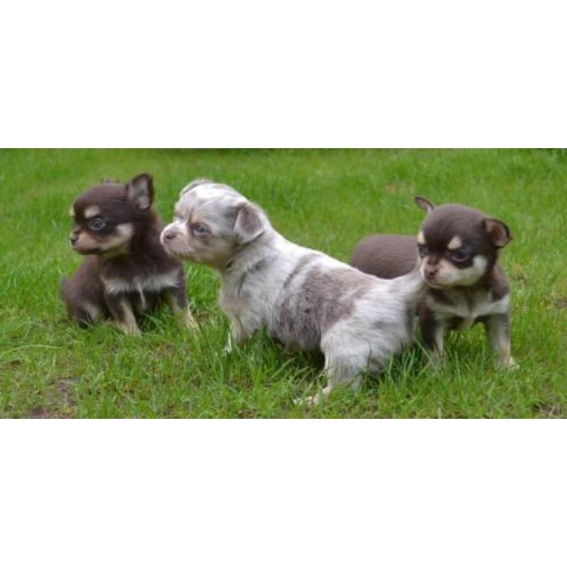 Chihuahua pups