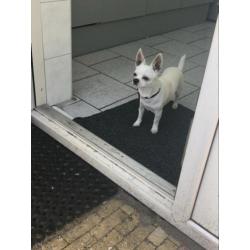 Chihuahua pup