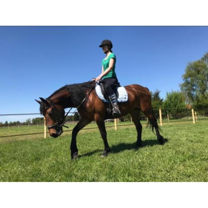 Prachtige 4-jarige merrie Fries x Arabier