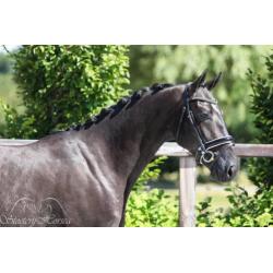 Knappe zwarte ruin van Glamourdale te koop!