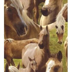 Paardenbehang 293104 paarden behang / veulen