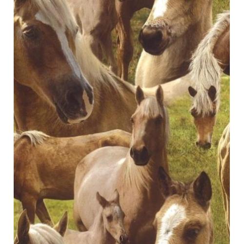 Paardenbehang 293104 paarden behang / veulen
