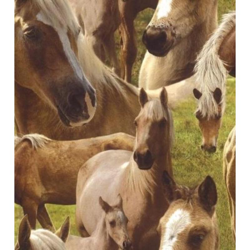 Paardenbehang 293104 paarden behang / veulen