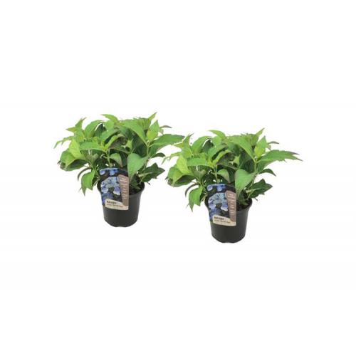 XL Hortensia Summerglow - set van 2